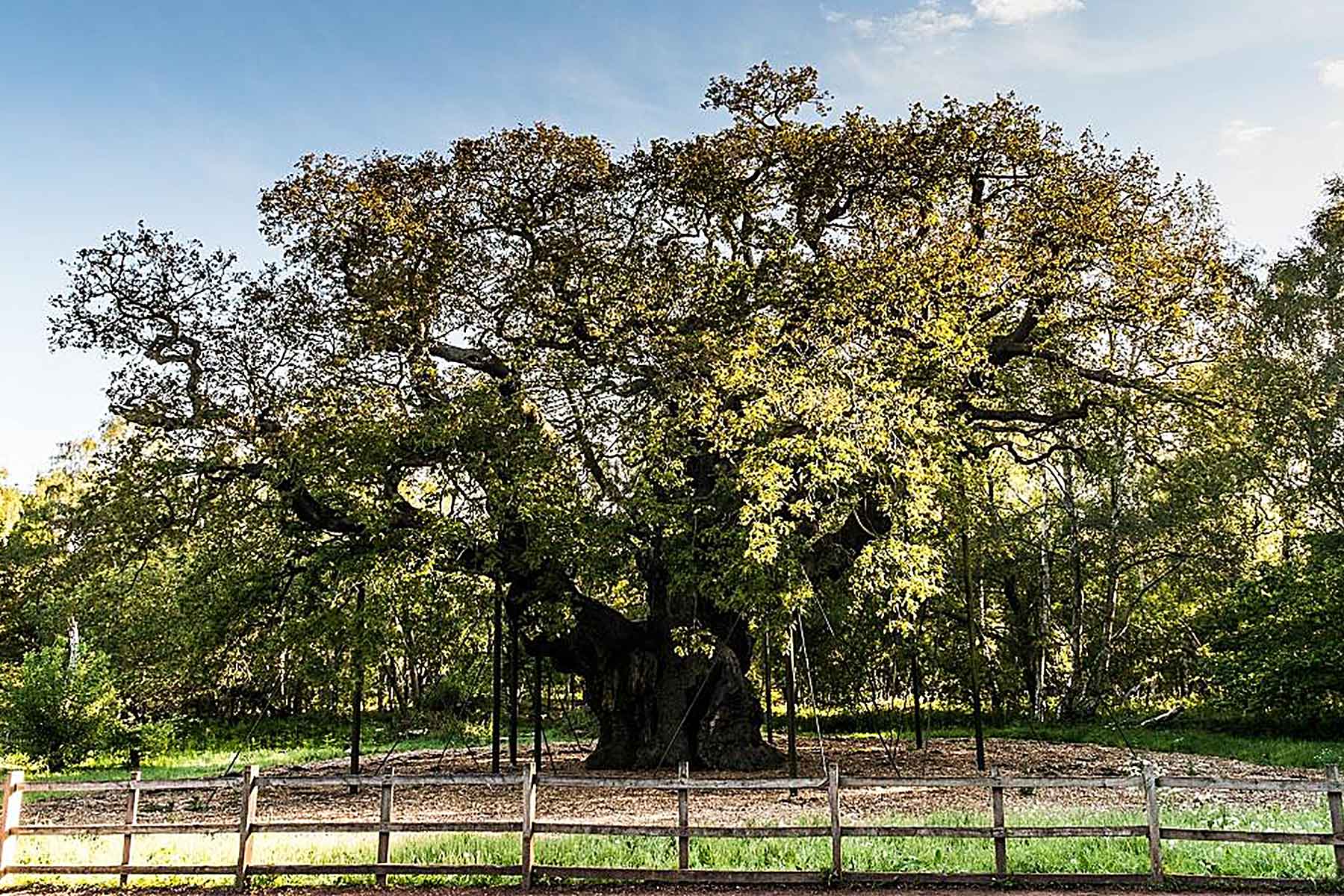 Sherwood Forest Country Park